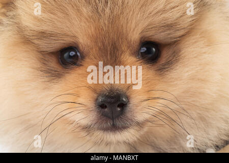 Portrait of beautiful pomeranian puppy, isolated on white background Stock Photo