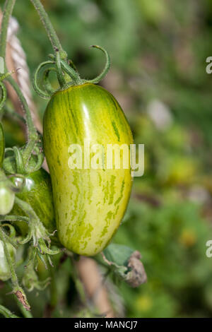 'Green Sausage' Tomato, Tomat (Solanum lycopersicum) Stock Photo