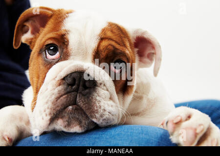 Studio Shot Of British Bulldog Puppy With Owner Stock Photo