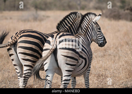 Two zebras standing side by side