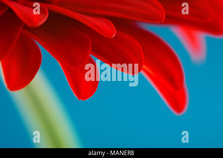 Red gerbera daisy flower isolated on blue background Stock Photo