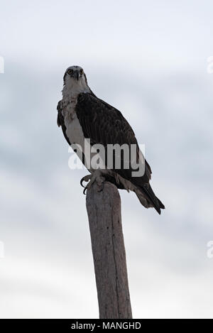 Osprey (Pandion haliaetus) sitting on a wooden pole on the Caribbean coast of Mexico Stock Photo