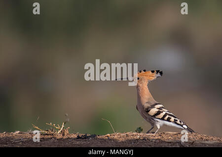 Bird :Close up of Eurasian Hoopoe Searching for Food Stock Photo