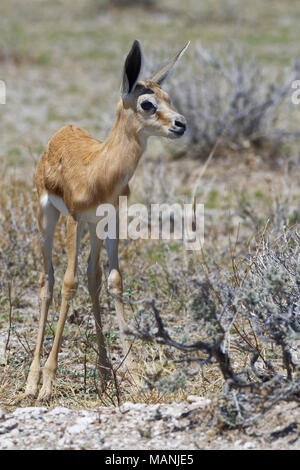 Young springbok (Antidorcas marsupialis) standing on arid grassland, motionless, Etosha National Park, Namibia, Africa Stock Photo