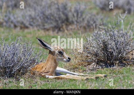 Young springbok (Antidorcas marsupialis) lying in the dry grass, alert, Etosha National Park, Namibia, Africa Stock Photo
