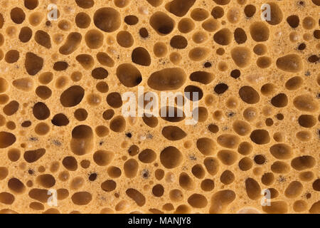 Bath sponge texture with big holes background Stock Photo