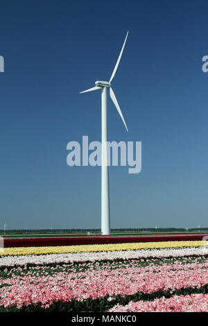 Dutch windmill in tulip field, Holland, the Netherlands Stock Photo