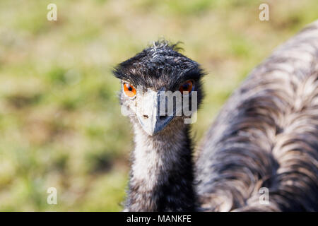 Portrait of beautiful emu (Dromaius novaehollandiae) Stock Photo