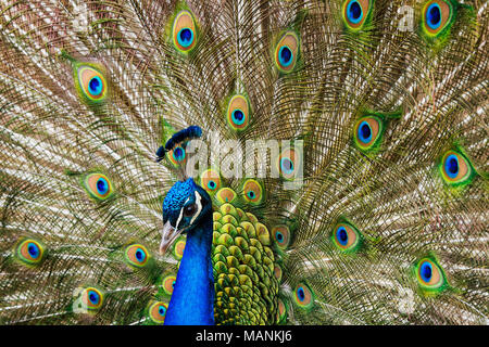 Close up of a male peacock displaying its stunning tail feathers Stock Photo