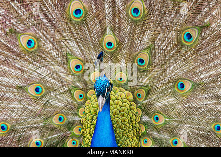 Close up of a male peacock displaying its stunning tail feathers Stock Photo