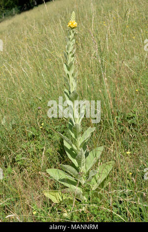 Great Mullein, Verbascum thapsus Stock Photo