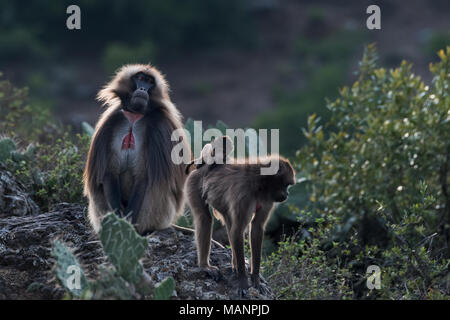 Gelada Baboons (Theropithecus Gelada), Debre Libanos, Ethiopia Stock Photo