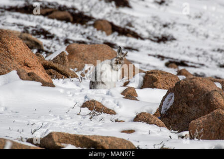 Mountain hare, Lepus timidus, cleaning on a sunny day in the snow during winter in the cairngorm national park, scotland Stock Photo