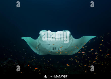 Reef Manta Ray (Mobula alfredi, Alfred manta) stands at the cleaning station Stock Photo