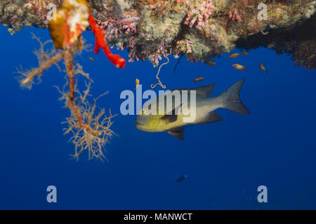 Midnight Snapper (Macolor macularis) swims under coral reef in the blue water Stock Photo