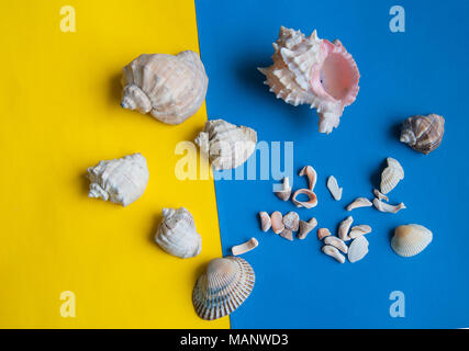 shells lie on colored paper Stock Photo