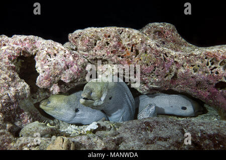 Three Yellow-edged moray (Gymnothorax flavimarginatus) under coral reef Stock Photo