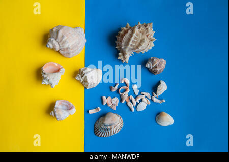 shells lie on colored paper Stock Photo