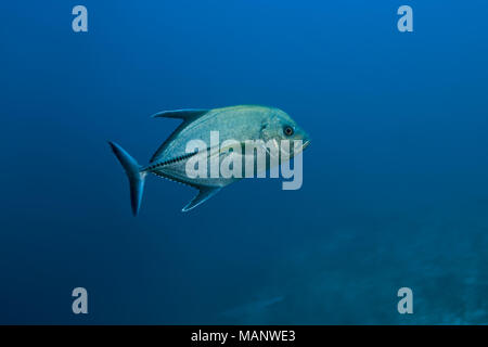 Black Jack (Caranx lugubris) Stock Photo