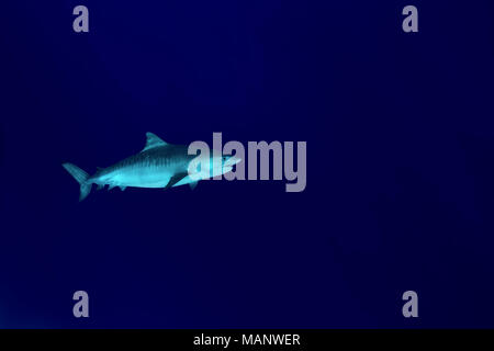 Tiger Shark (Galeocerdo cuvier) swims in the blue water Stock Photo