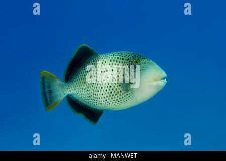Yellowmargin Triggerfish (Pseudobalistes flavimarginatus) in the blue water Stock Photo
