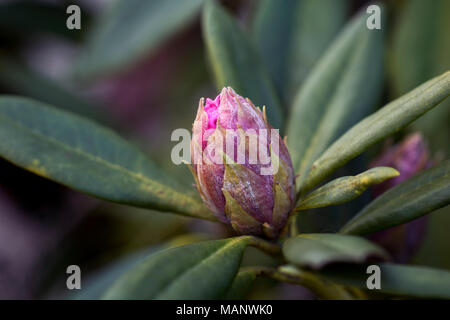 Pink rhododendron bud in the spring, with dark green leaves, garden close up Stock Photo