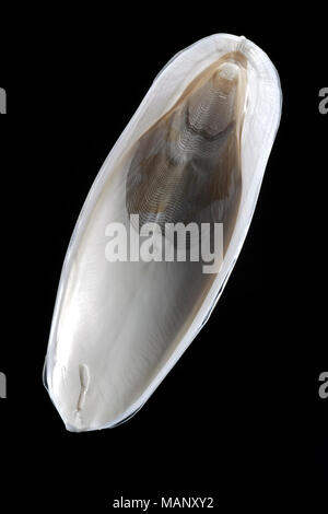 A cuttlebone from the cuttlefish Sepia officinalis caught in the English Channel Dorset UK photographed on a black background. Stock Photo