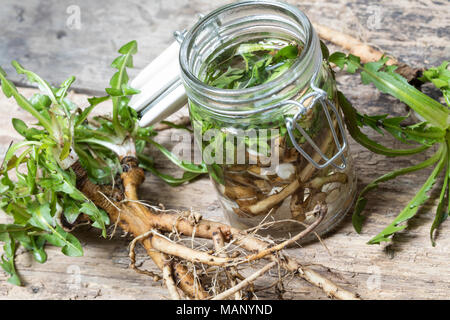 Löwenzahn-Tinktur, Löwenzahntinktur, Wurzeln, Löwenzahn-Wurzel, Löwenzahn-Wurzeln, Löwenzahnwurzel, Löwenzahnwurzeln, Wiesen-Löwenzahn, Radix Taraxaci Stock Photo