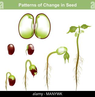 Germination is the process by which a plant grows from a seed. The most common example of germination is the sprouting of a seedling from a seed of an Stock Vector