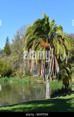 FULLERTON, CALIFORNIA - FEBRUARY 7, 2018: Fullerton Arboretum pond and palm. The 26-acre botanical garden features a collection of plants from around  Stock Photo