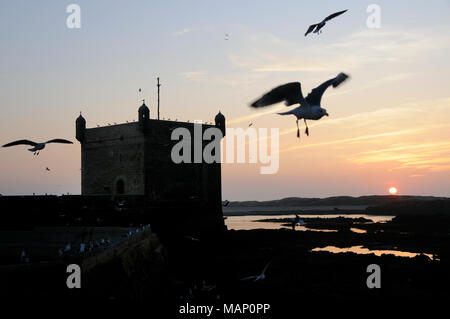 Seagulls at twilight, in front of the 18th century South Bastion, Skala du Port. A Unesco World Heritage Site, Essaouira. Morocco Stock Photo