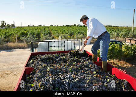 Periquita grape variety during the grapes harvest. Lau, Palmela. Portugal Stock Photo