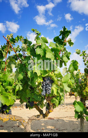 Periquita (Castelão) grape variety. Palmela, Portugal Stock Photo