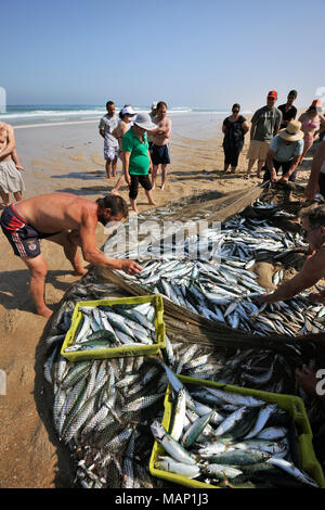 Choosing the fish they have catched, on the beach. Areão, Vagos. Portugal Stock Photo