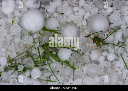 Close up of large freshly fallen hail stones in grass from massive hailstorm in Castle Rock Colorado US. The storm occurred July 1, 2016 Stock Photo
