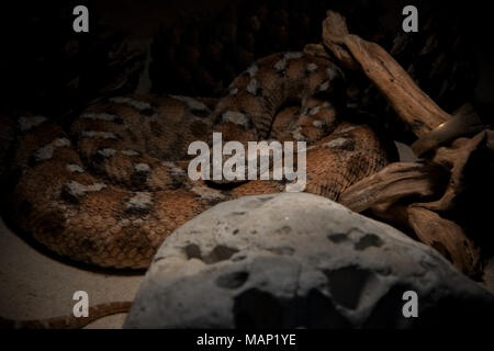 Macrovipera lebetina - venomous viper species in terrarium Stock Photo