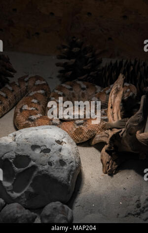 Macrovipera lebetina - venomous viper species in terrarium Stock Photo