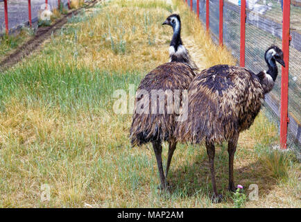 Birds emu walk in the fence of the farm on their breeding in Siberia.Omsk region Stock Photo