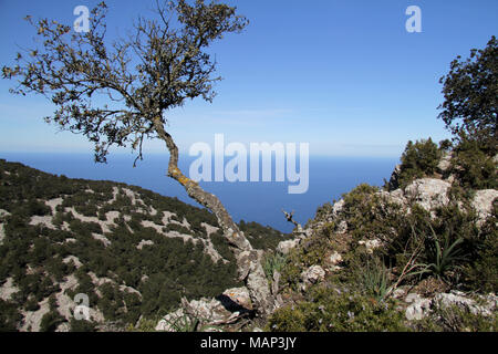A Lonely Tree grows from a crack on a cliff, looking out over the Mediterranean Sea from the Mountains of Majorca Stock Photo