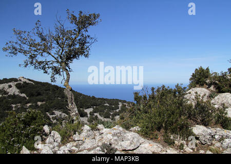 A Lonely Tree grows from a crack on a cliff, looking out over the Mediterranean Sea from the Mountains of Majorca Stock Photo