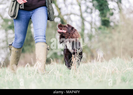 Working Cocker Spaniel dogs training in the countryside, United Kingdom Stock Photo