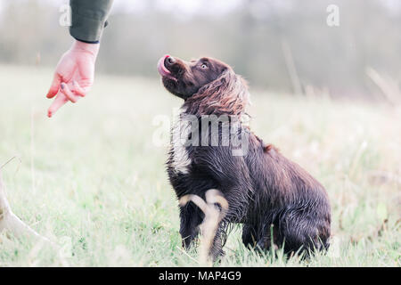Working Cocker Spaniel dogs training in the countryside, United Kingdom Stock Photo