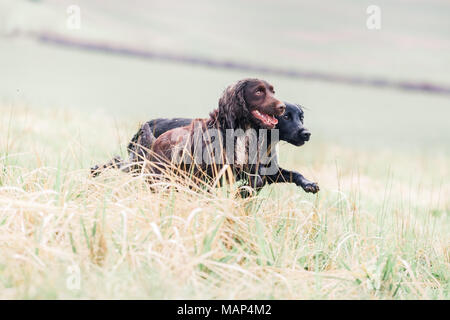 Working Cocker Spaniel dogs training in the countryside, United Kingdom Stock Photo