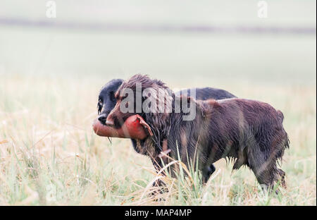 Working Cocker Spaniel dogs training in the countryside, United Kingdom Stock Photo
