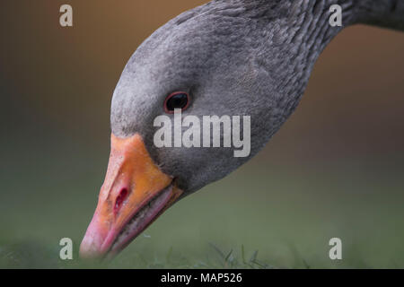 Greylag goose Stock Photo