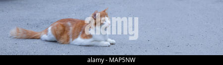 Portrait of a stray cat. White and red cat sitting alone on the road, a lot of space for text, copyspace. Red cat squinting. Stock Photo