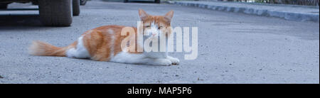 Portrait of a stray cat. White and red cat sitting alone on the road, a lot of space for text, copyspace. Red cat squinting. Stock Photo