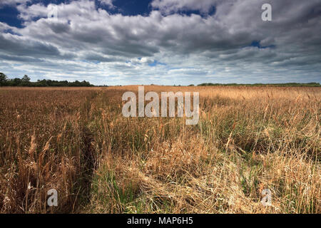 Reedbeds at the Wicken Fen nature reserve, Cambridgeshire; England; UK Stock Photo
