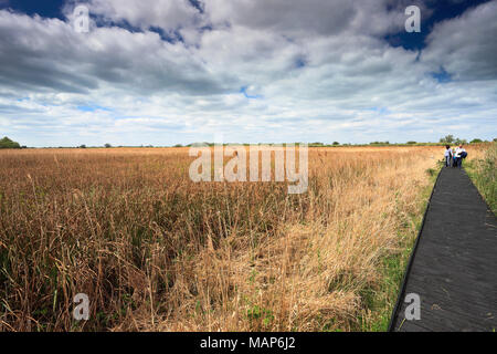 Reedbeds at the Wicken Fen nature reserve, Cambridgeshire; England; UK Stock Photo