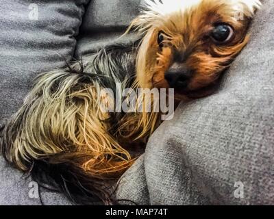 Photo of yorkshire terrier taken at home Stock Photo